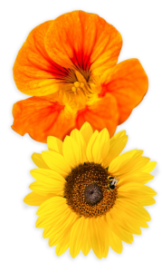 Sow Grow Kirchhoffs sow-grow-kirchhoffs