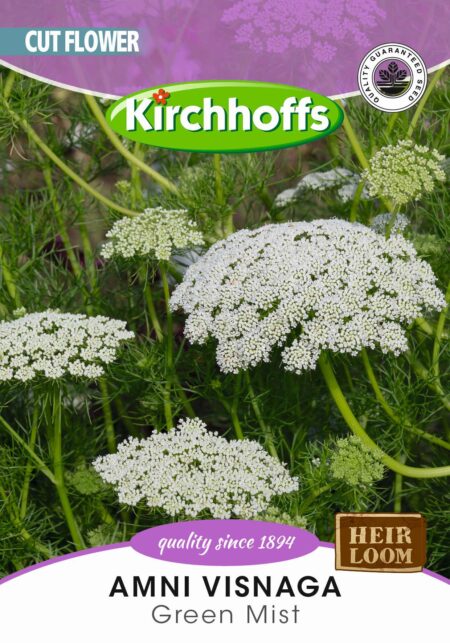 Ammi Green Mist