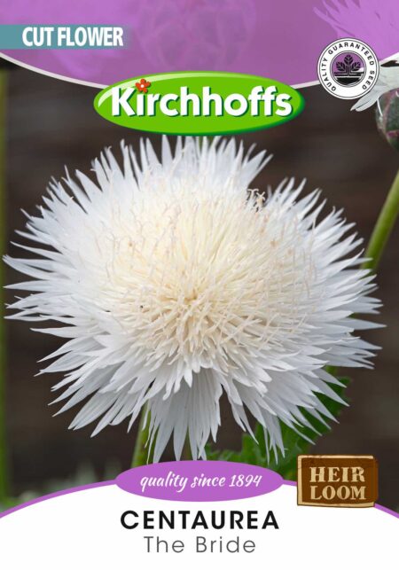 CENTAUREA THE BRIDE