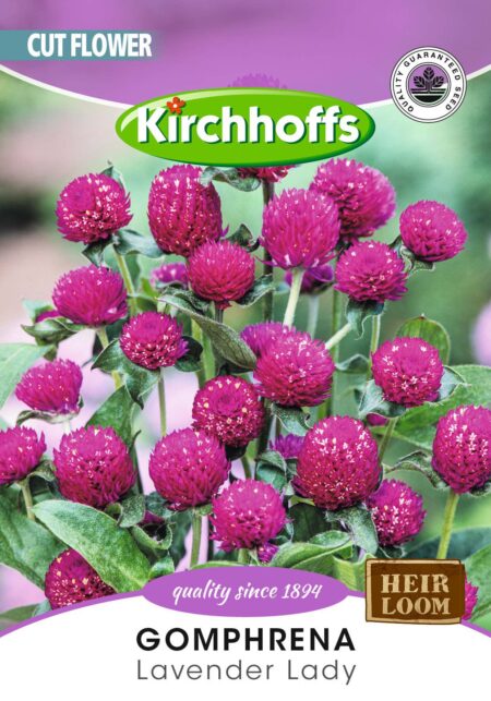 GOMPHRENA LAVENDER LADY