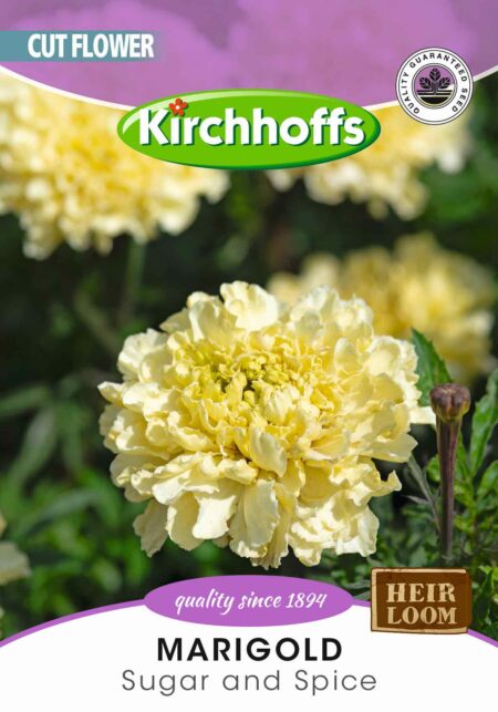 MARIGOLD SUGAR AND SPICE