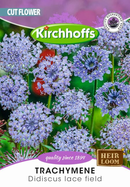 TRACHYMENE LACE WHITE