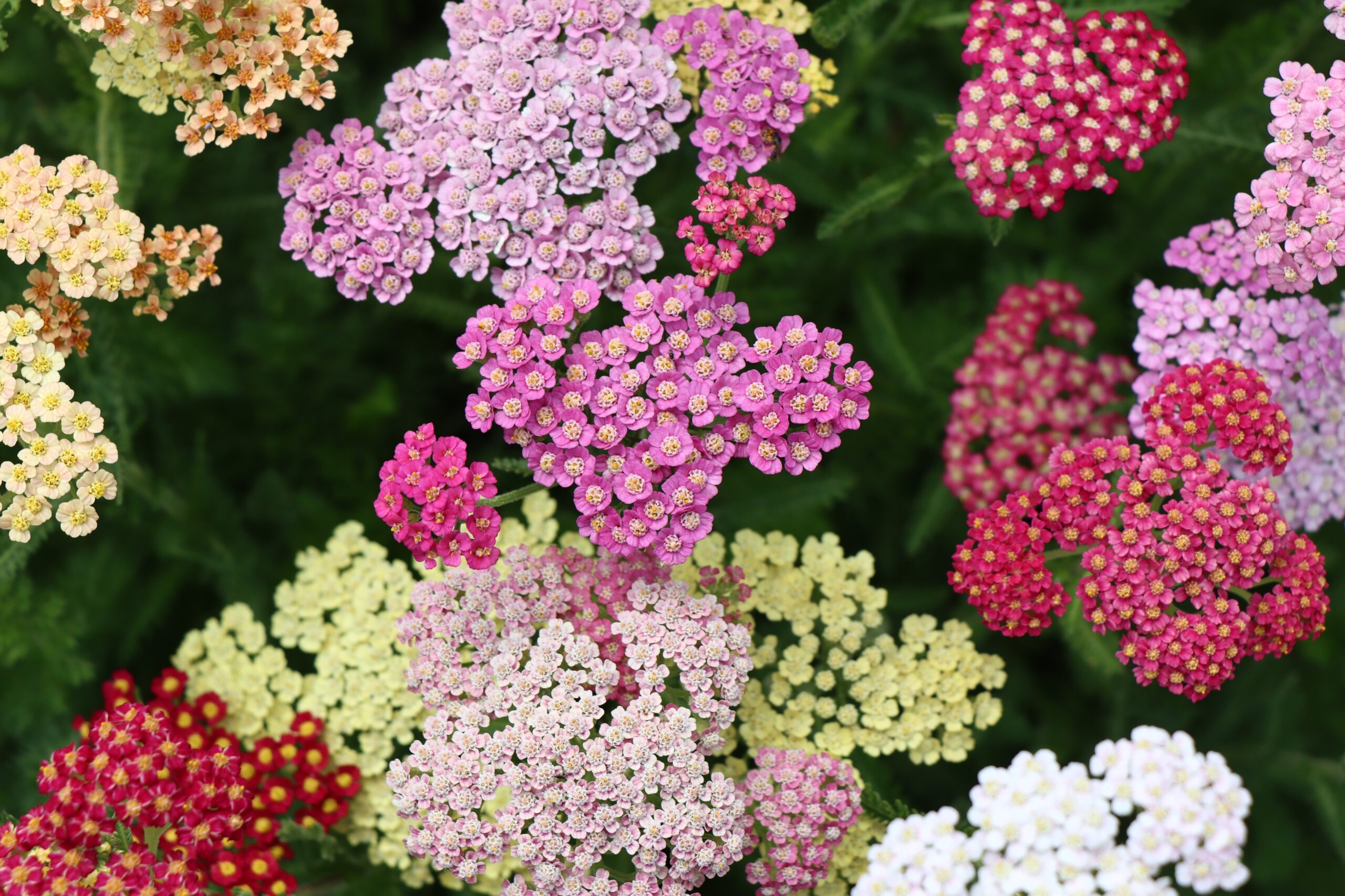 In Full Bloom - Kirchhoffs