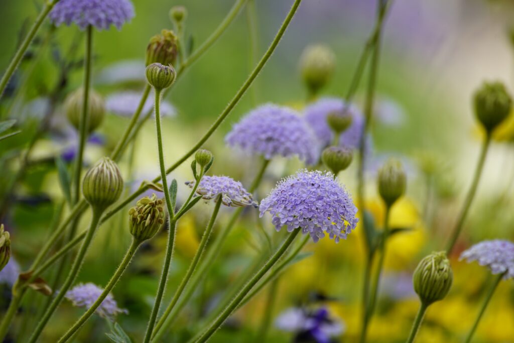 flower In Full Bloom - Kirchhoffs