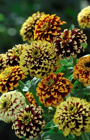 In Full Bloom - Kirchhoffs