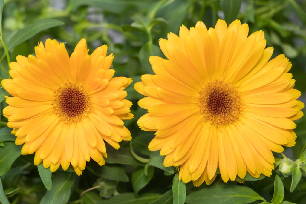 Alice Coetzee- 10-04-2026- gardening – sow your own- photo 1: Calendula.