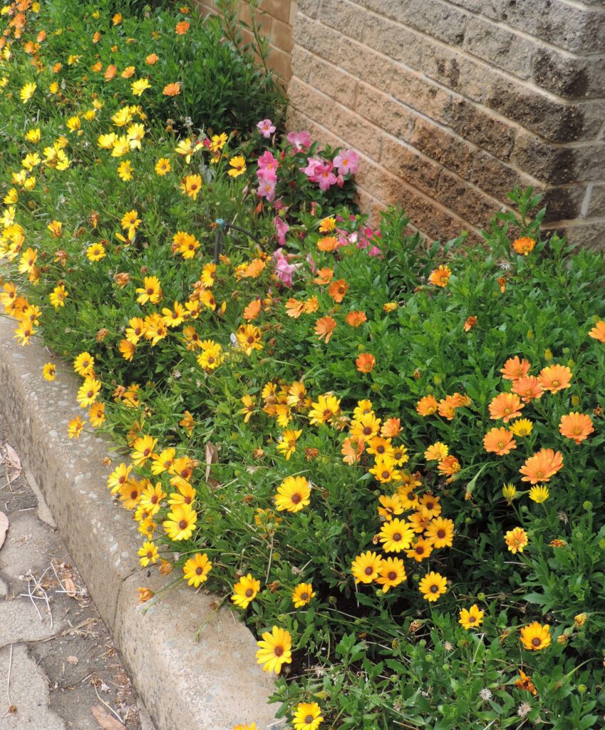 Alice Coetzee- 10-04-2026- gardening – sow your own- photo 2: Namaqualand daisies
‘Scatterings of Africa.’