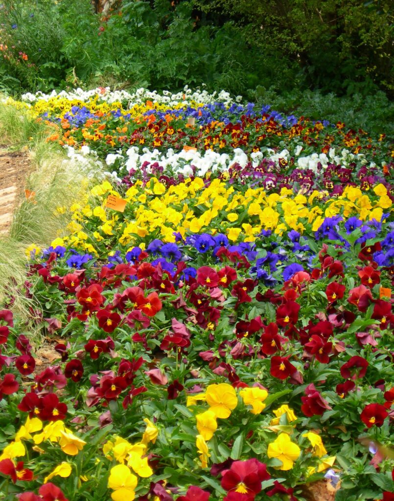 Alice Coetzee- 10-04-2026- gardening – sow your own- photo 3:Pansy ‘Clear Crystal Mixed’.