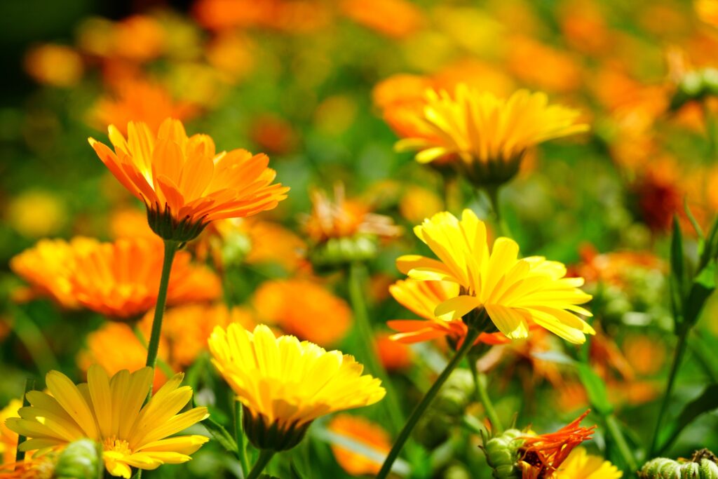Alice Coetzee- 10-04-2026- gardening – sow your own- photo 4: Calendula ‘Pacific Beauty
Mixed’