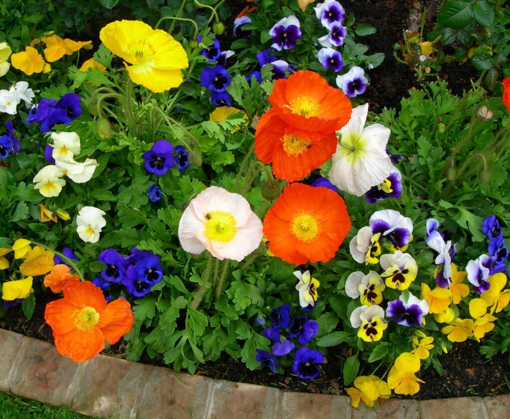 Alice Coetzee- 10-04-2026- gardening – sow your own- photo 5: Iceland Poppy ‘Super Giant
Art’.
