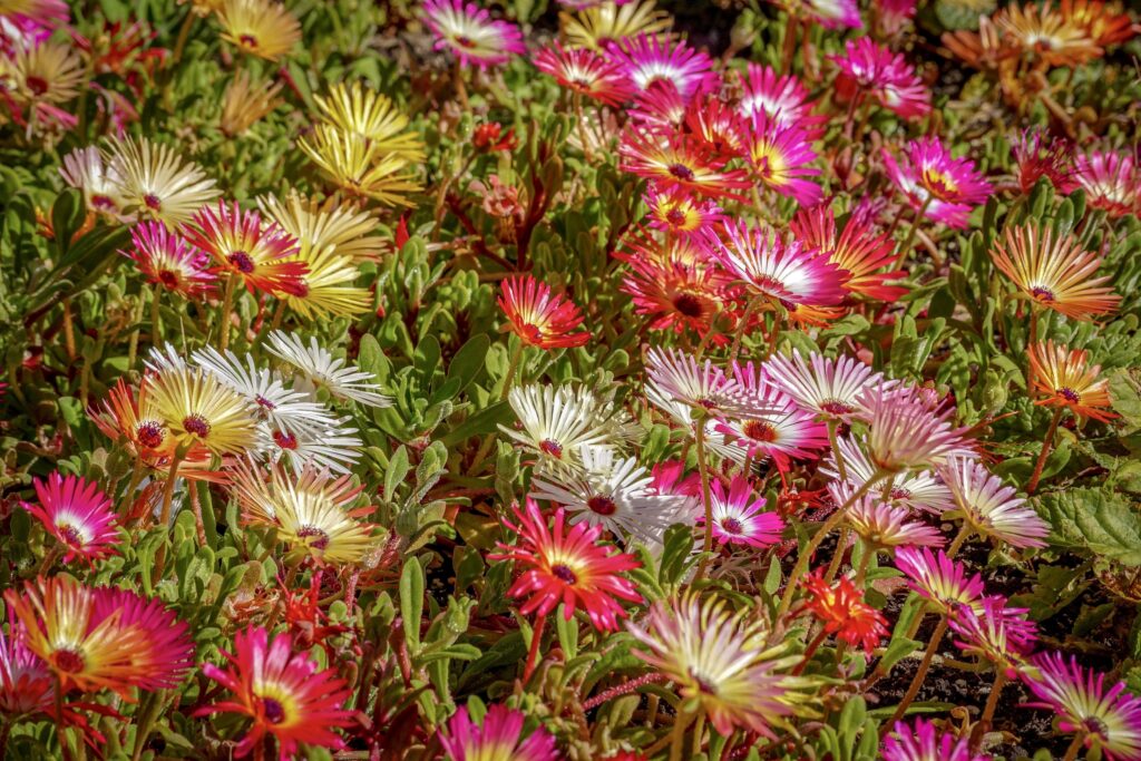 Alice Coetzee- 10-04-2026- gardening – sow your own- photo 6: Vygies Mixed.