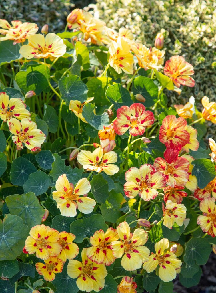 Alice Coetzee- 10-04-2026- gardening – sow your own- photo 7: Nasturtium ‘Ladybird Mixed’.