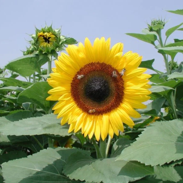 Alice Coetzee- 10-04-2026- gardening – sow your own- photo 8: Sunflower ‘Winter Sun’.