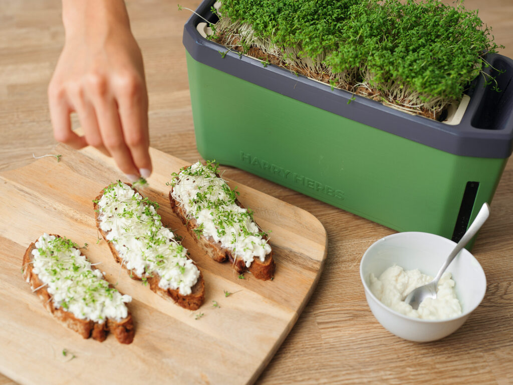 Alice Coetzee – 19-06-2025-gardening – microgreens- photo 2: From planter to plate.