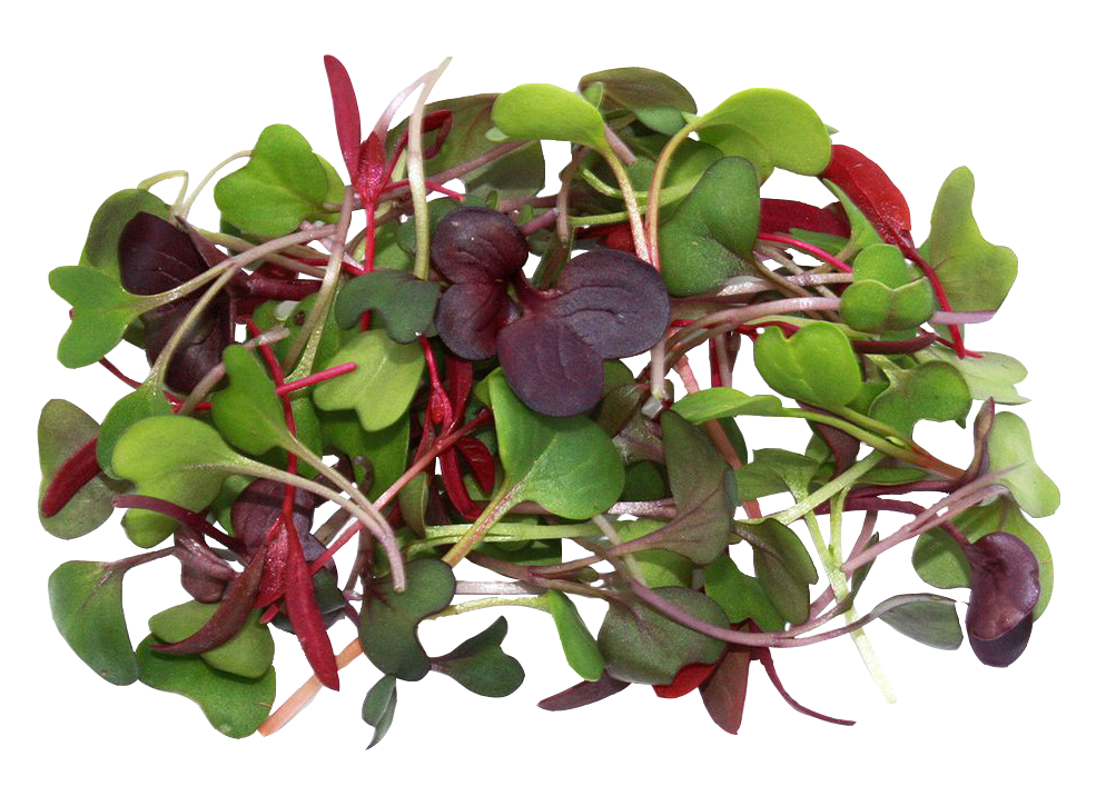 Alice Coetzee – 19-06-2025-gardening – microgreens- photo 3: ‘Old Mexico Mix’ microgreens.
