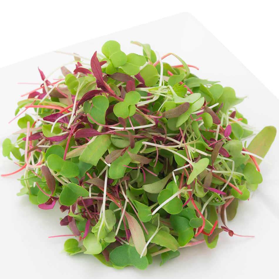 Alice Coetzee – 19-06-2025-gardening – microgreens- photo 5: ‘Rainbow Blend’ microgreens.