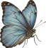 Blue Butterfly