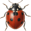 Ladybug
