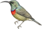 Sunbird